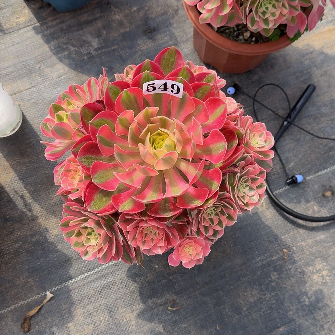 549粉女巫法师锦开播福利价半木桩