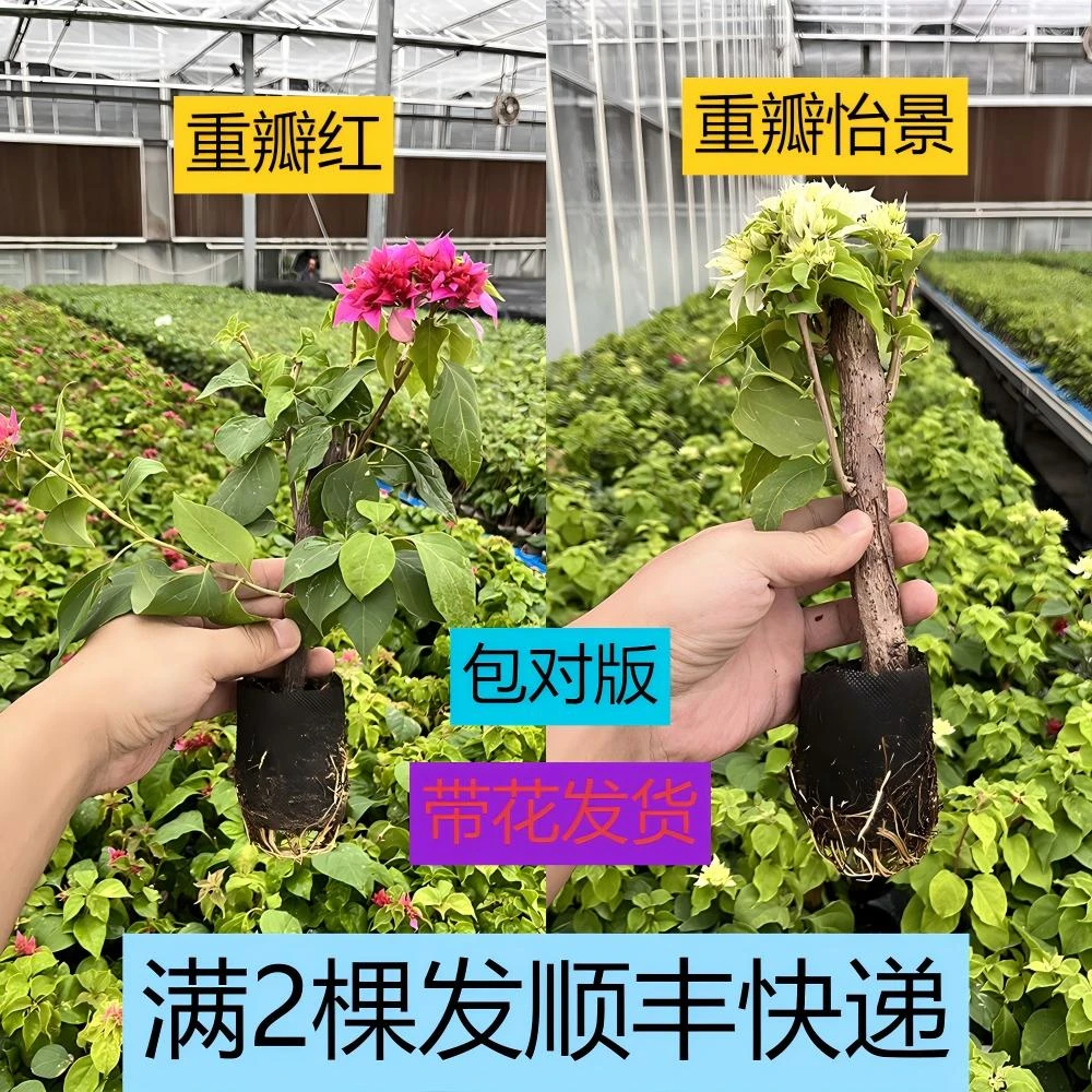 【重瓣红】+【重瓣怡景】【满2棵发顺丰】【包对版】三角梅四季开花爬藤