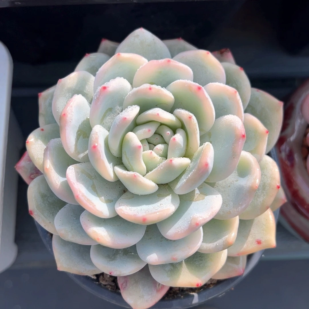 橙梦露锦多肉植物