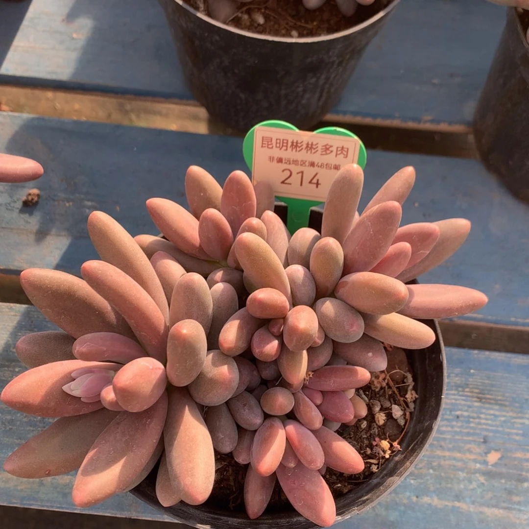 糖果美人老桩无砍214