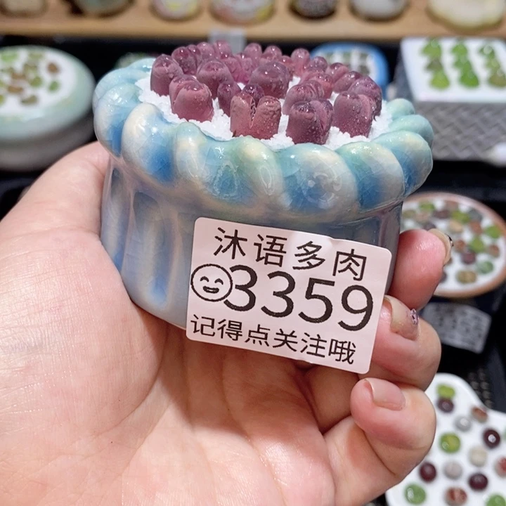 精美盆栽 一物一拍 3359