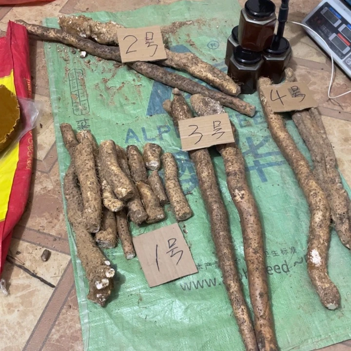 中国大陆广西野生风铃山药