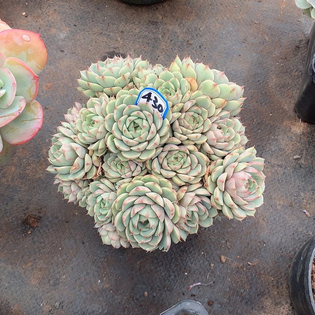 430笨巴蒂斯 一物一拍多肉