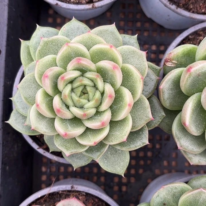 明朗珍妮（拍满18包邮）