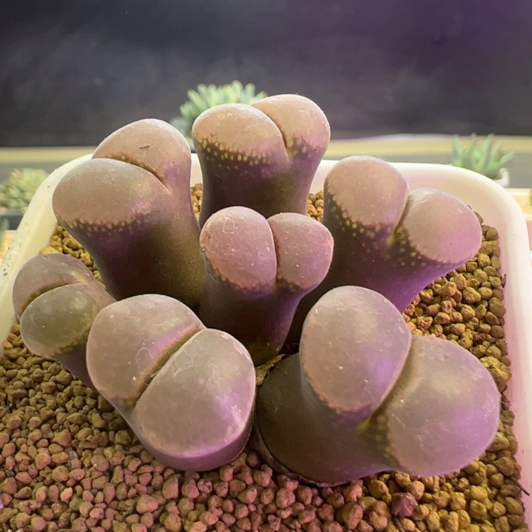 优选红风铃 肉锥植物