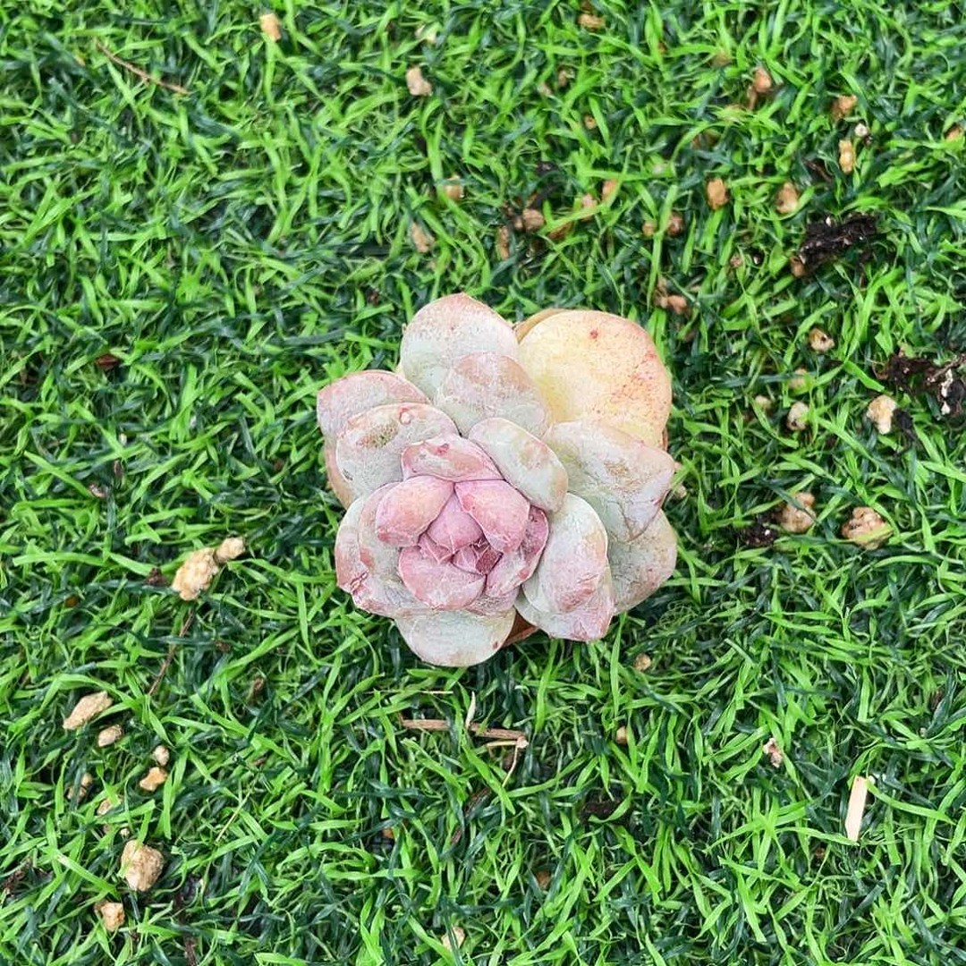 石化冰玉多肉植物一物一拍多肉