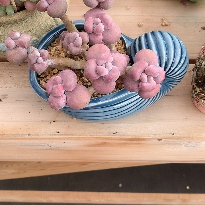 无花朵兔兔莉莉兔兔去兔具体