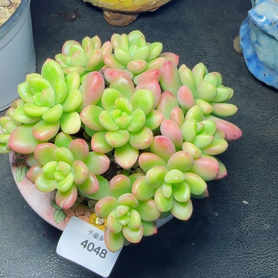 香格里拉，4048多肉植物