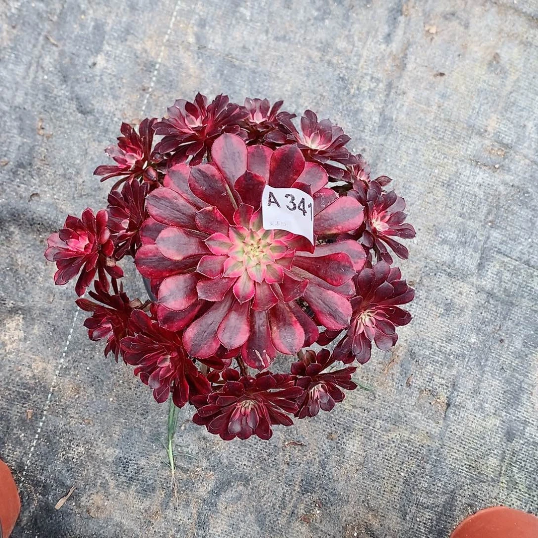 黑铜白341多肉11111