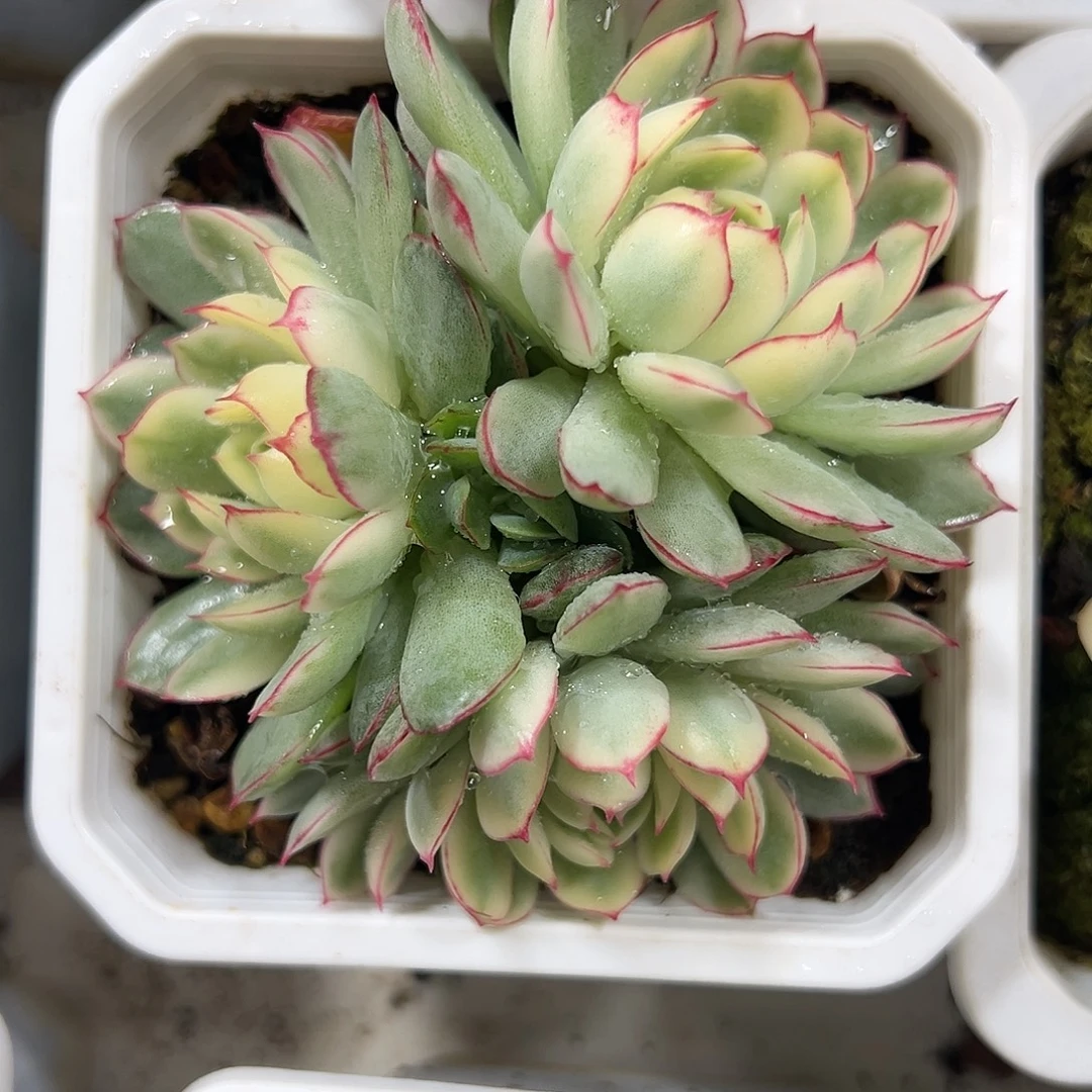 梦幻玫瑰锦群生多肉