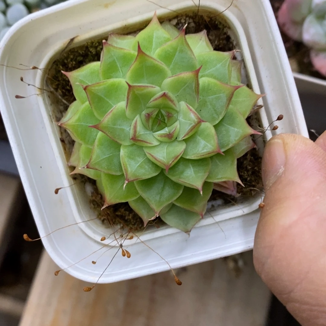 精品多肉一一拍不包整188