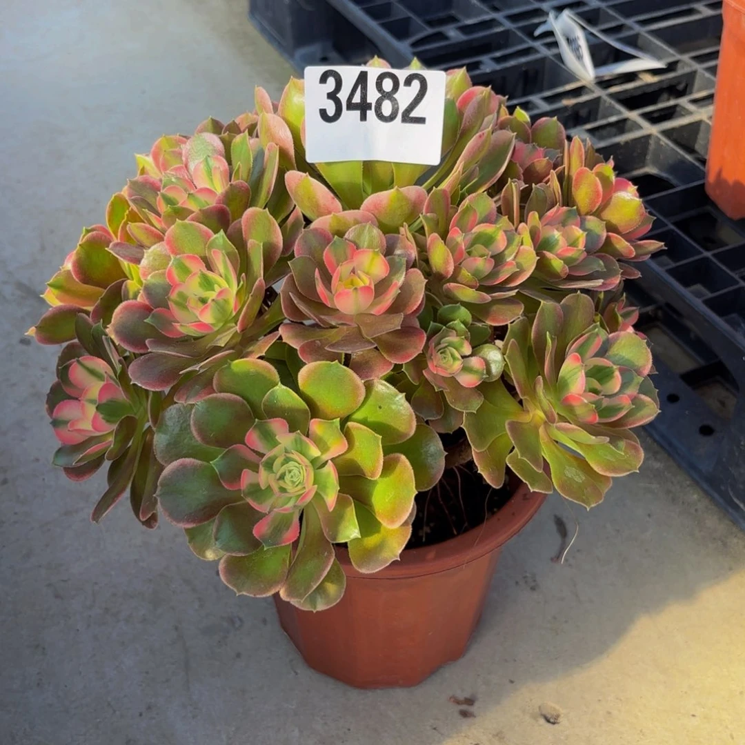 无花朵3482香妃1111111