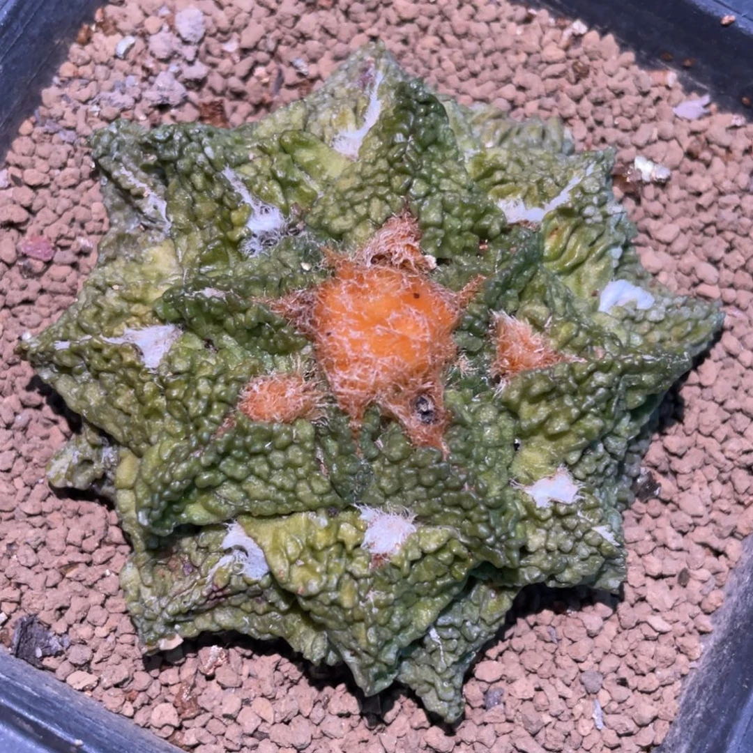 全部花朵自根黄体龟甲哥斯拉牡丹