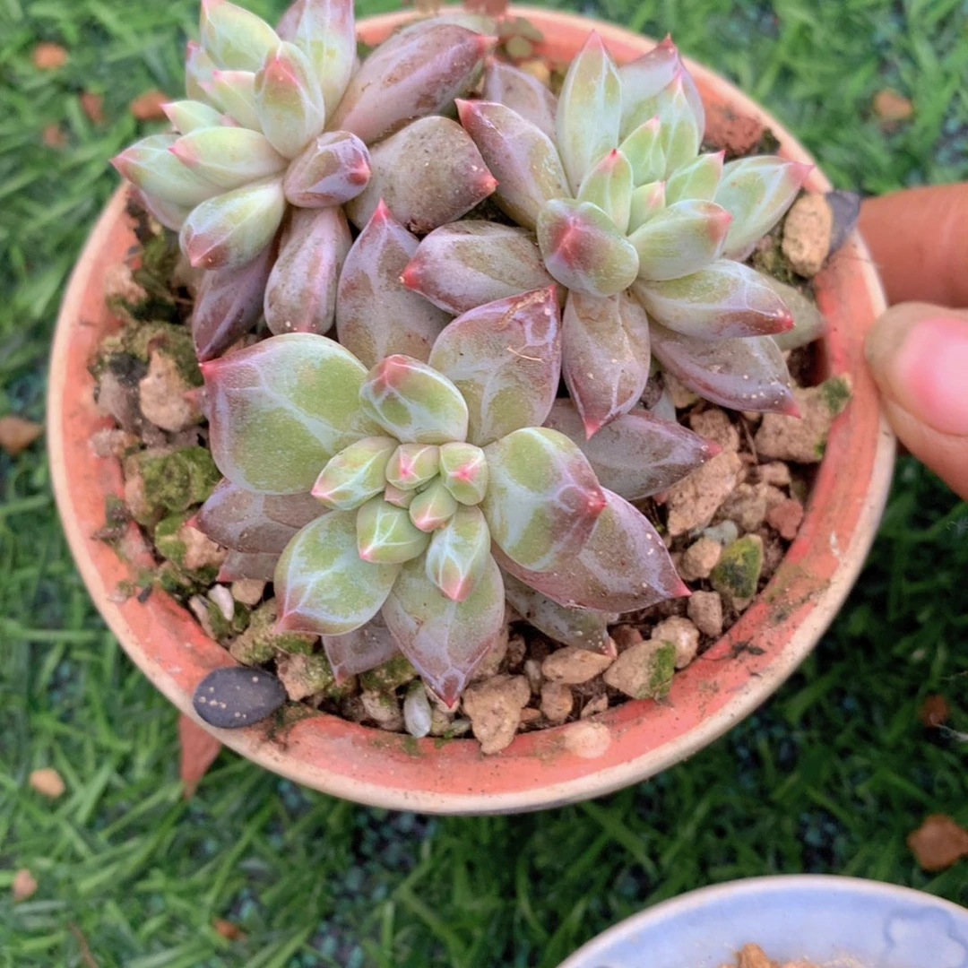 安**儿胭脂盏美人8公分一物一拍