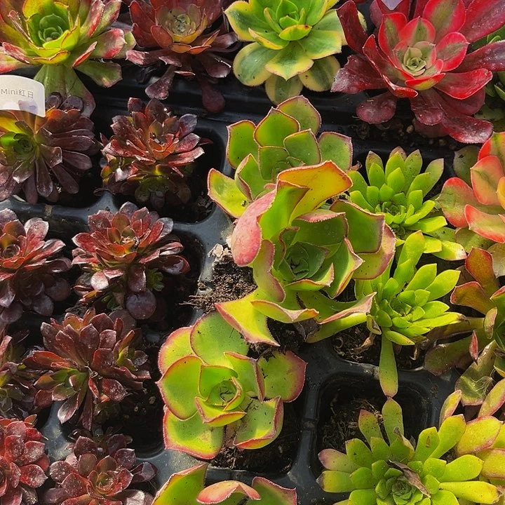 粉荷带土球5厘米满9.9包邮