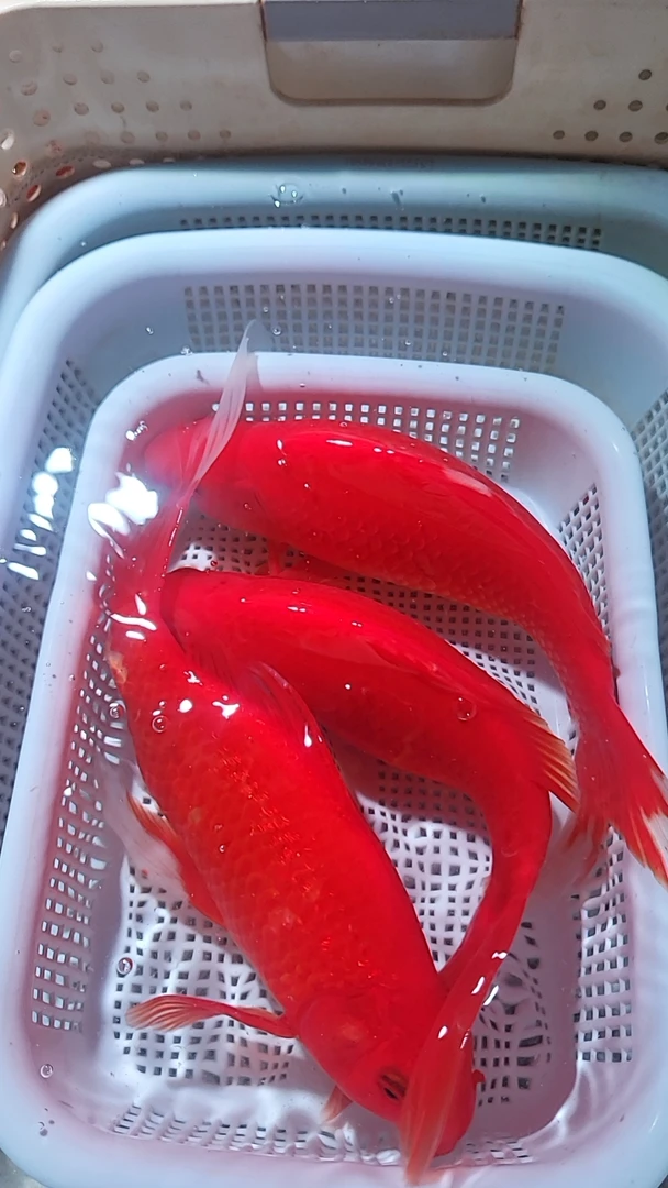 15号【3条红金15-17公分】冷水观赏鱼 包邮