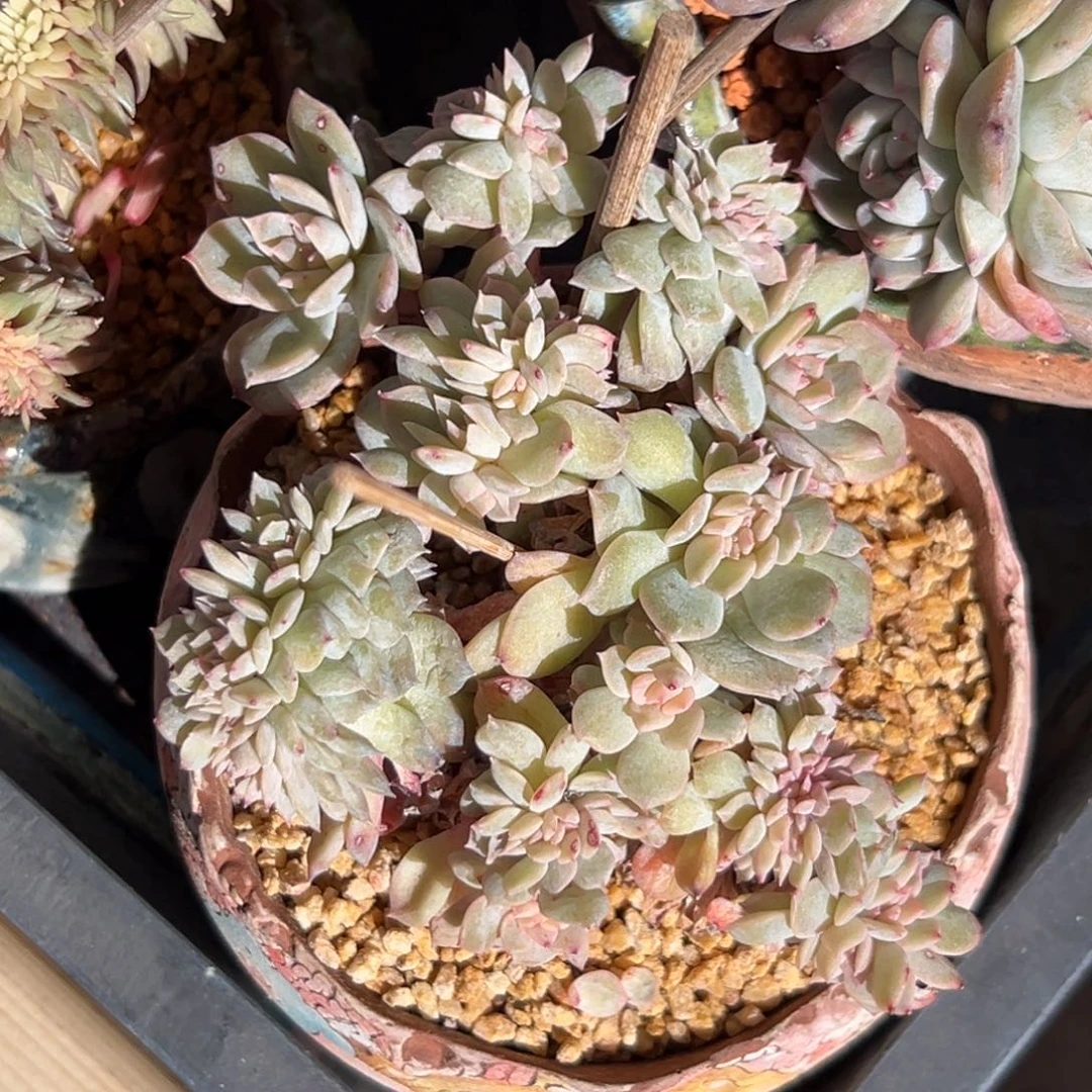 新年快乐 新年快乐