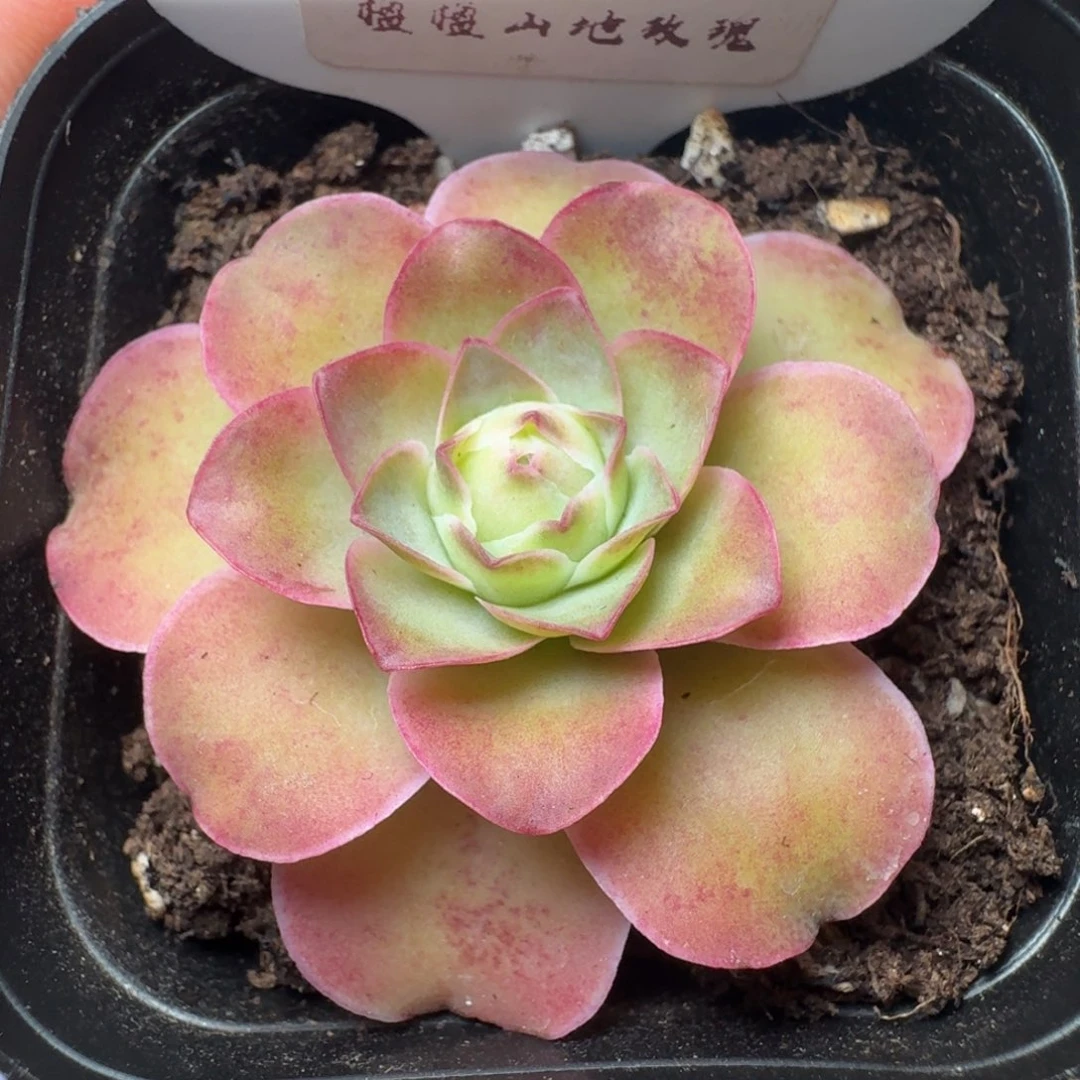 不送盆土-190-冠幅  4cm