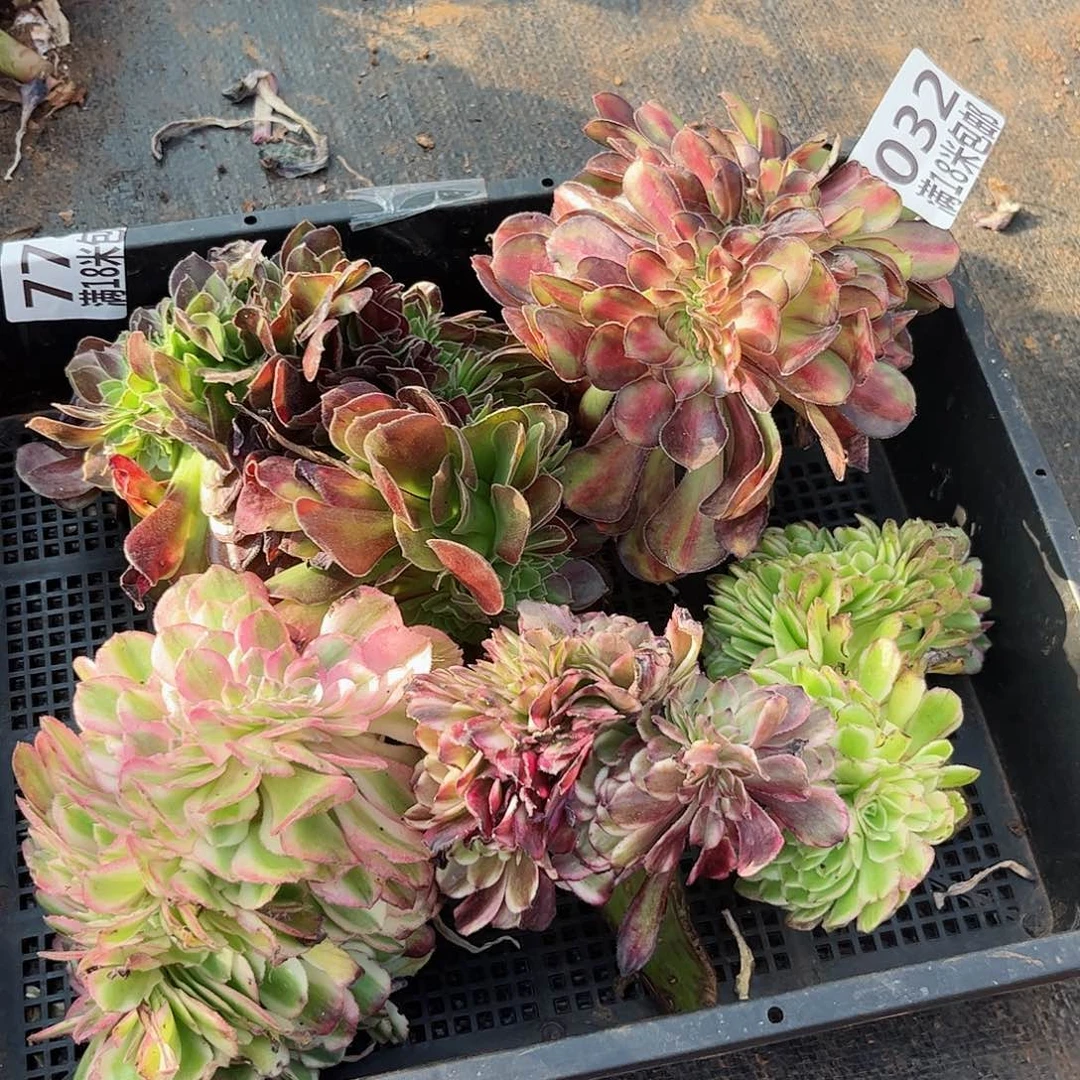 032法师缀组合无根发货