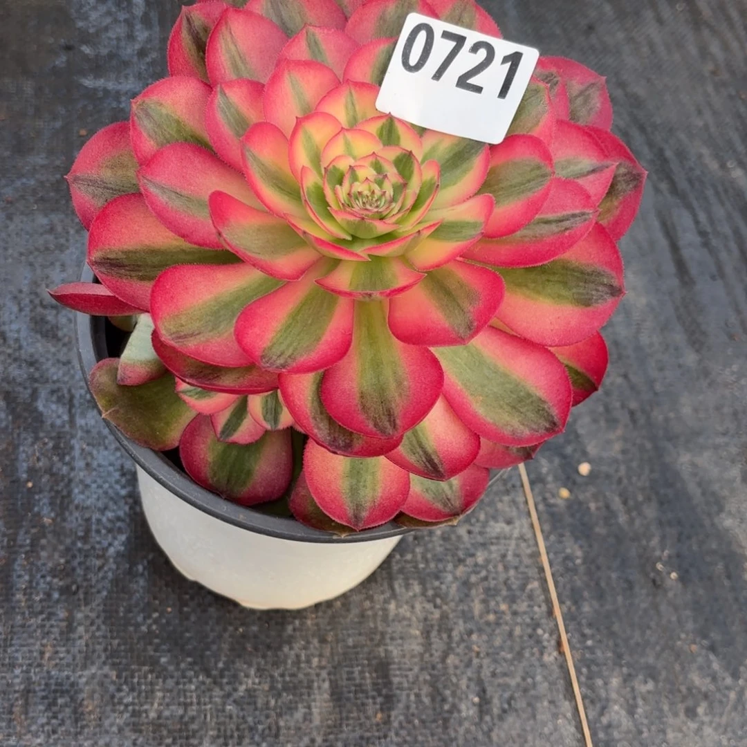 晚****）荔枝0721带盆发货