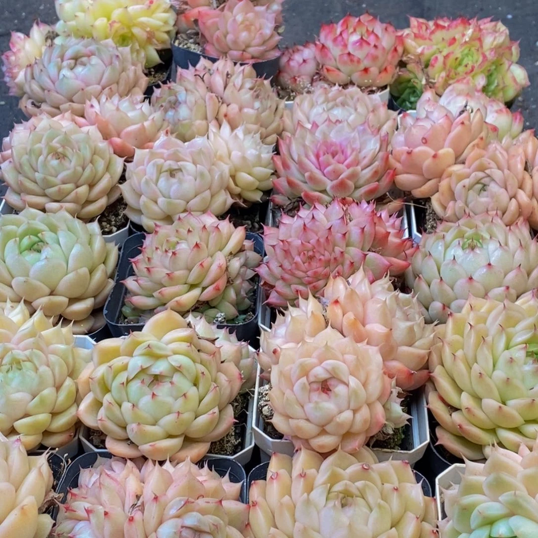 h****h121多肉植物百科名片作译者序