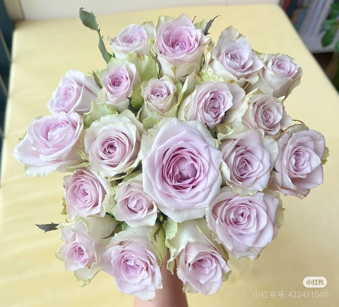 【香羿鲜花】海洋之谜单头玫瑰（花头小/全场任意两单及以上包邮