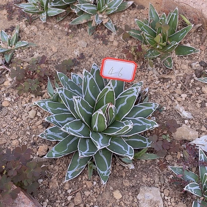 龙舌兰是只血四杠6号