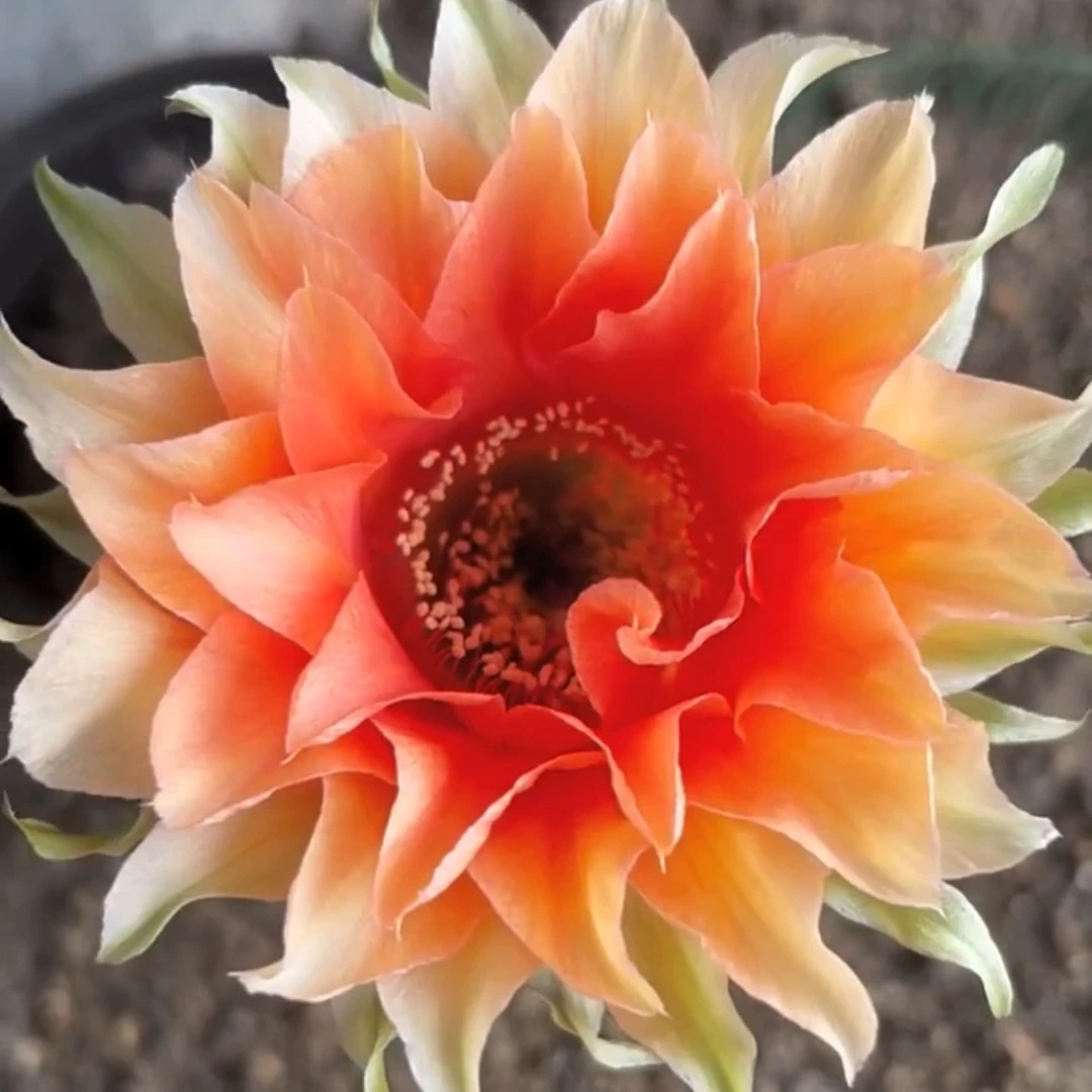 锦鲤，无根侧芽满28包邮仙人球多肉植物