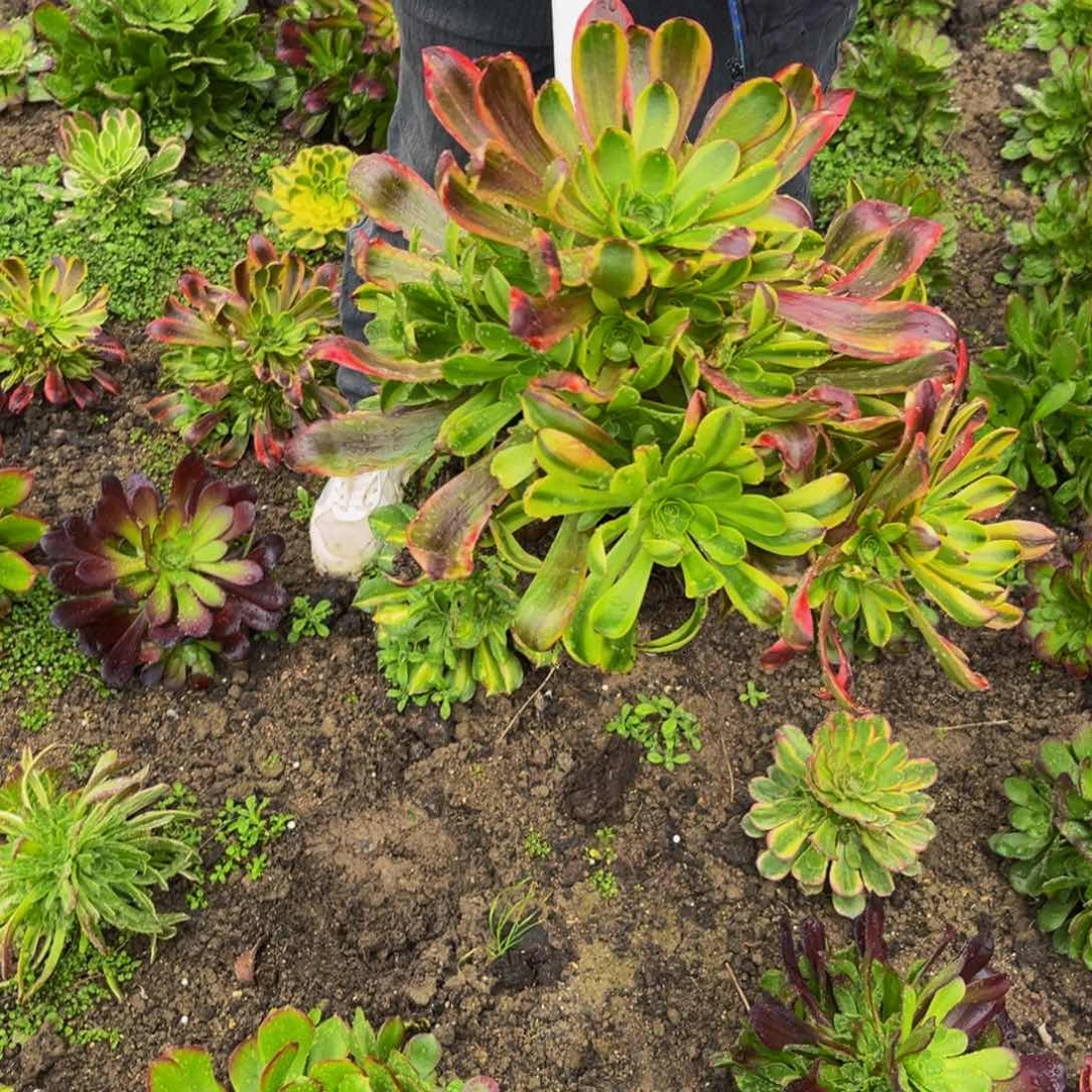 欧经理多肉植物捧花的