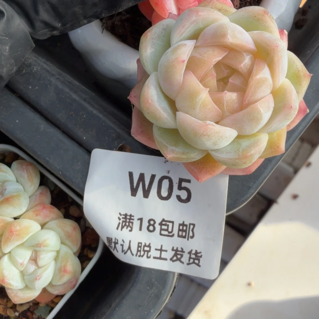 东篱下多肉植物哈哈哈05