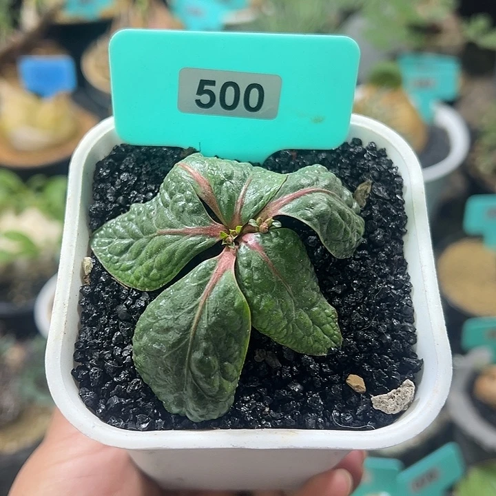 鬼笑大戟多肉植物