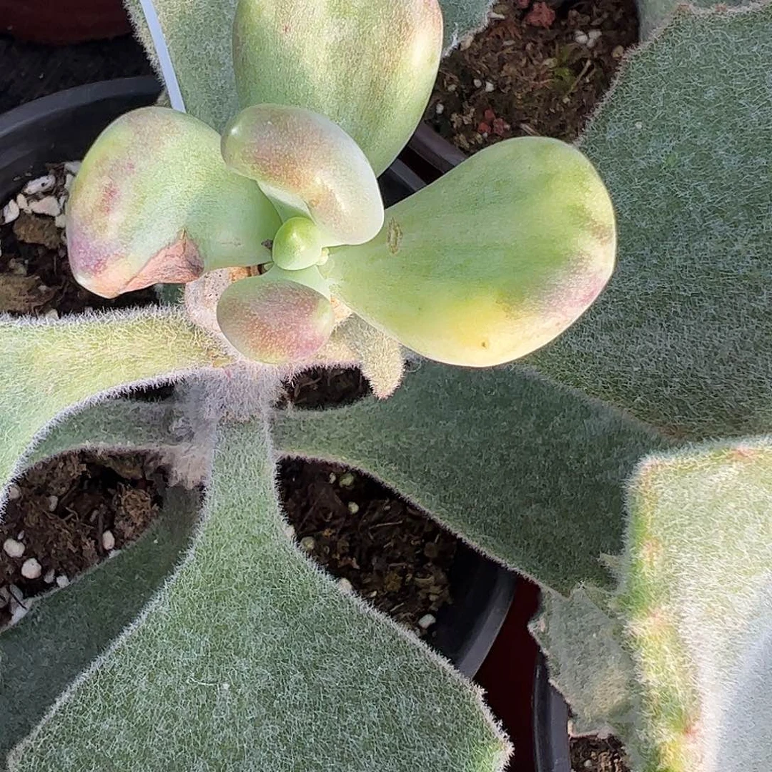 锦***s多肉植物多肉植物