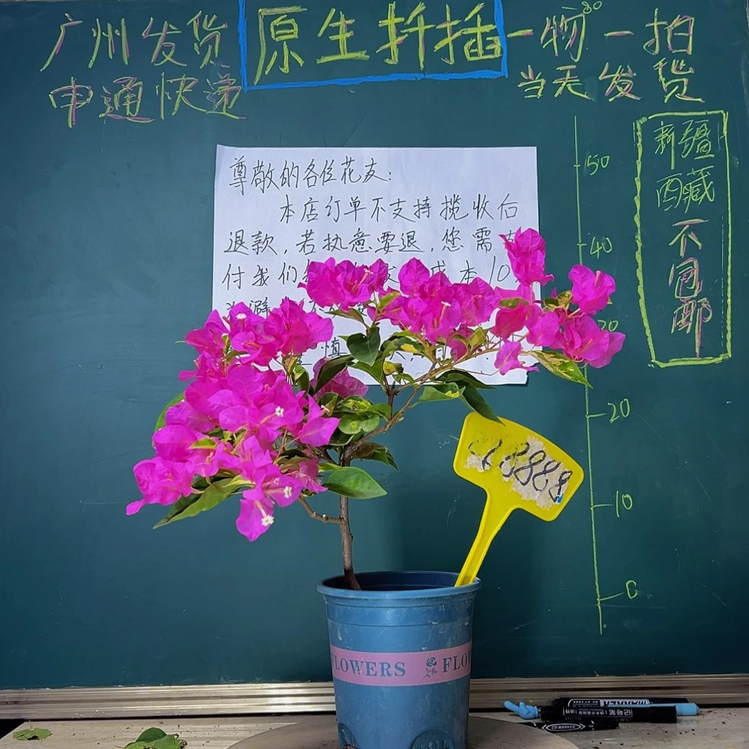 当前无花栽培后可以开花金心双色888888