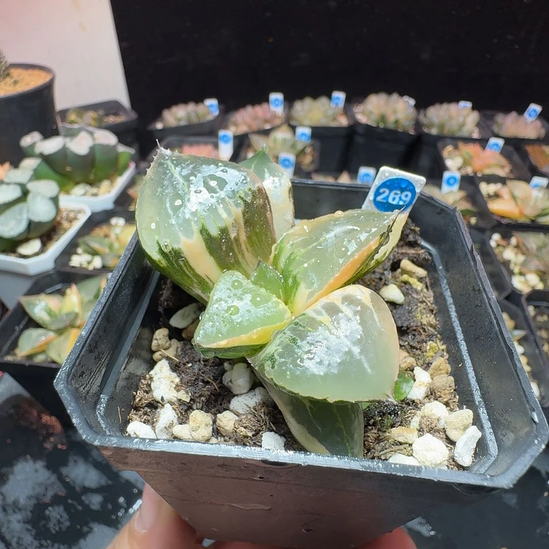 恭喜发财酒吞童子巨大化0269