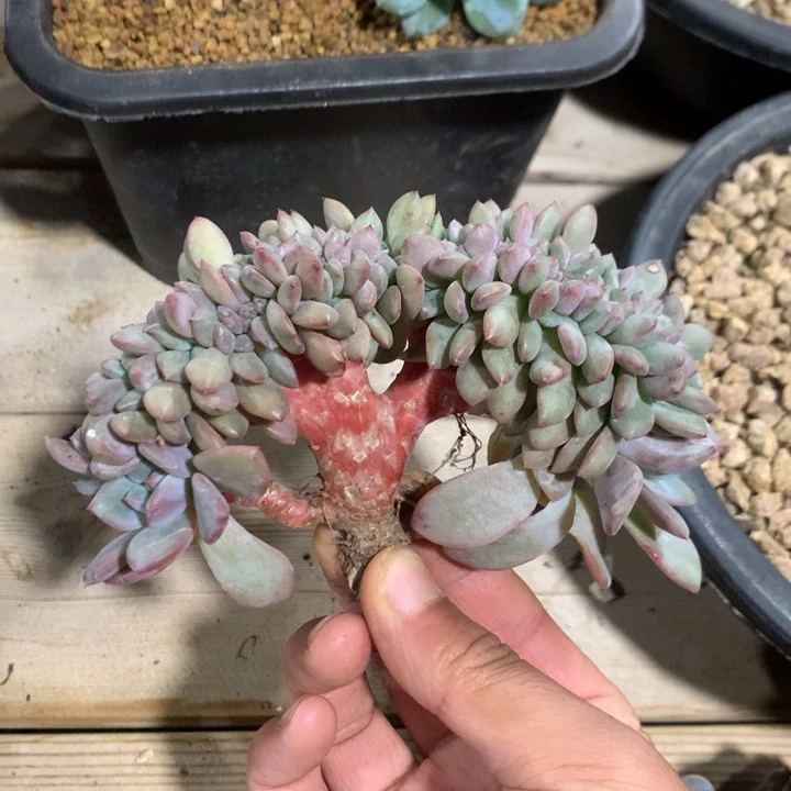 多肉植物叶插爱丽儿树缀