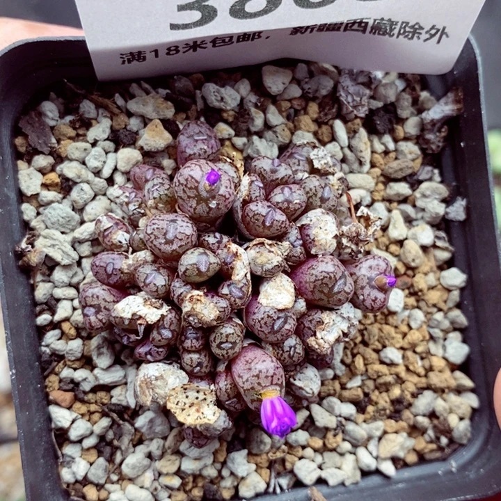 3868。