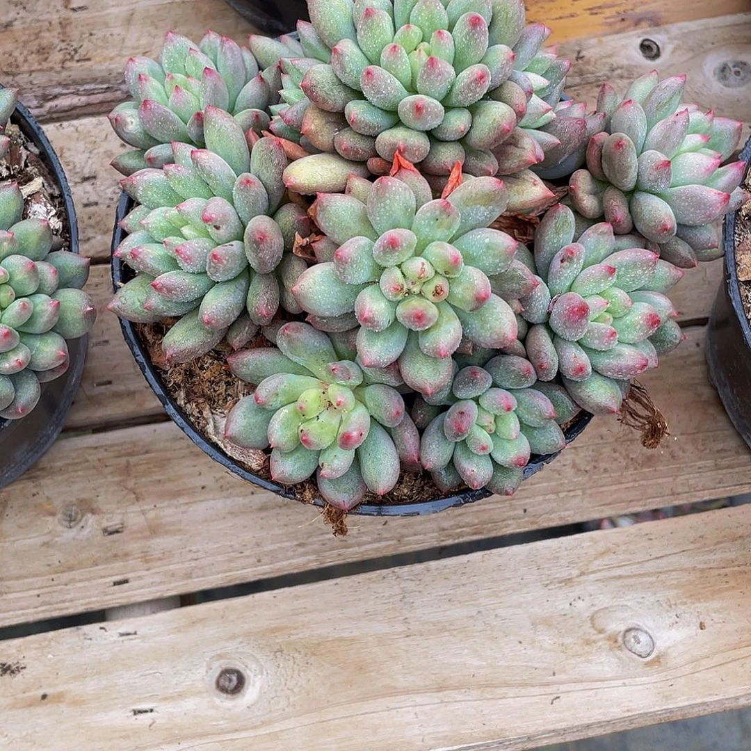 ****菓岩字多肉植物群中