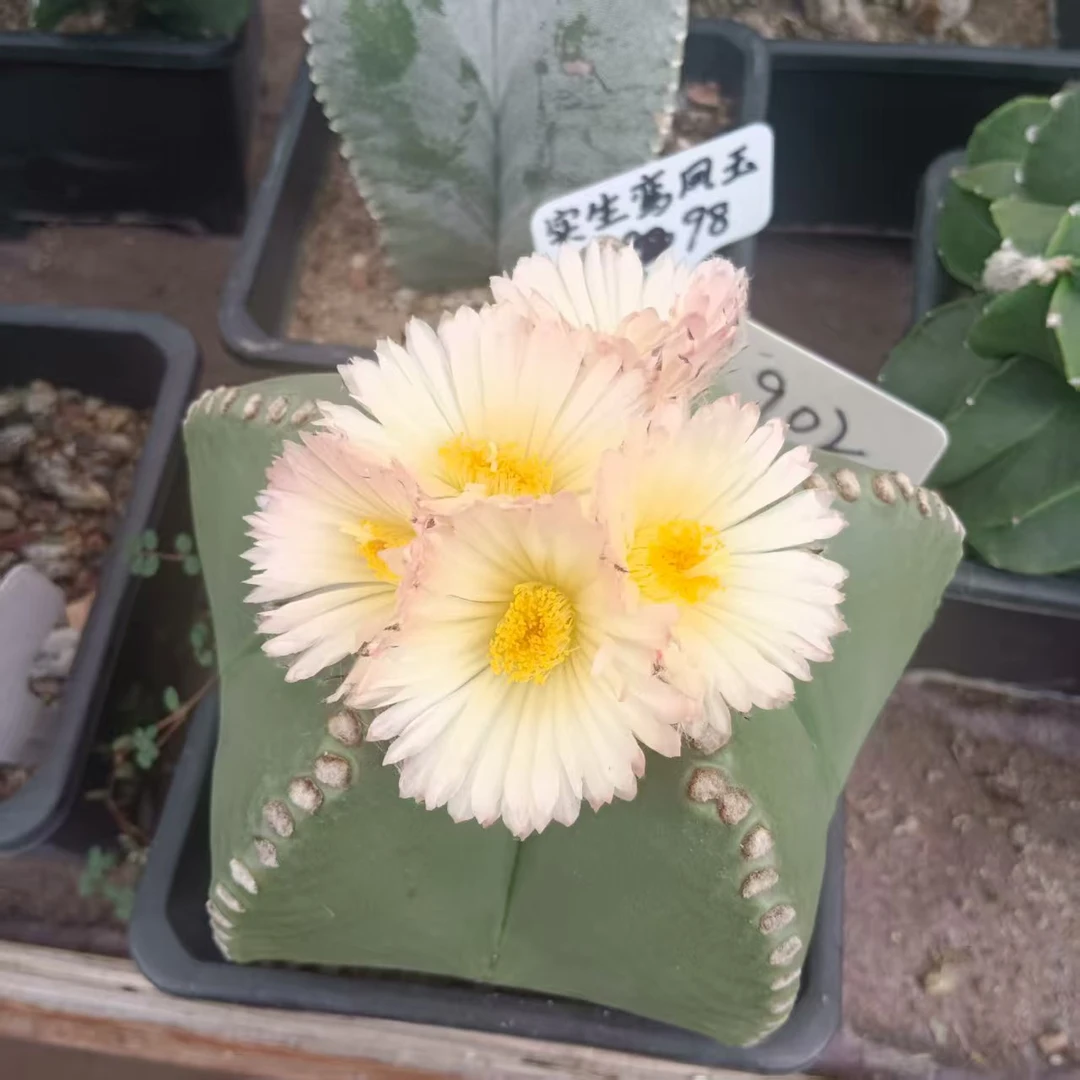 实生鸾凤玉（单头）-脱土脱盆发货