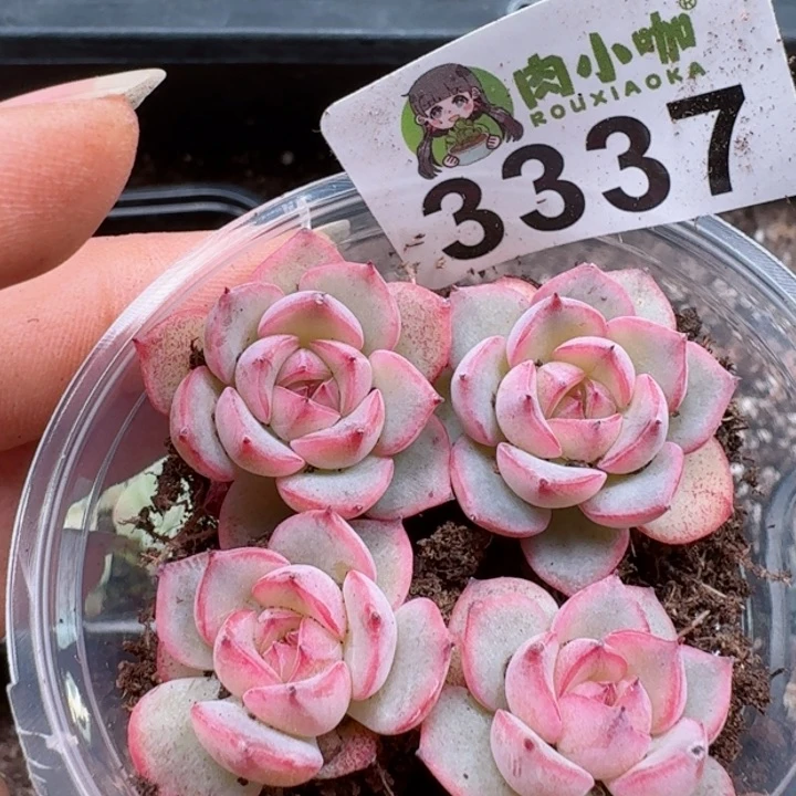 多肉植物多肉植物