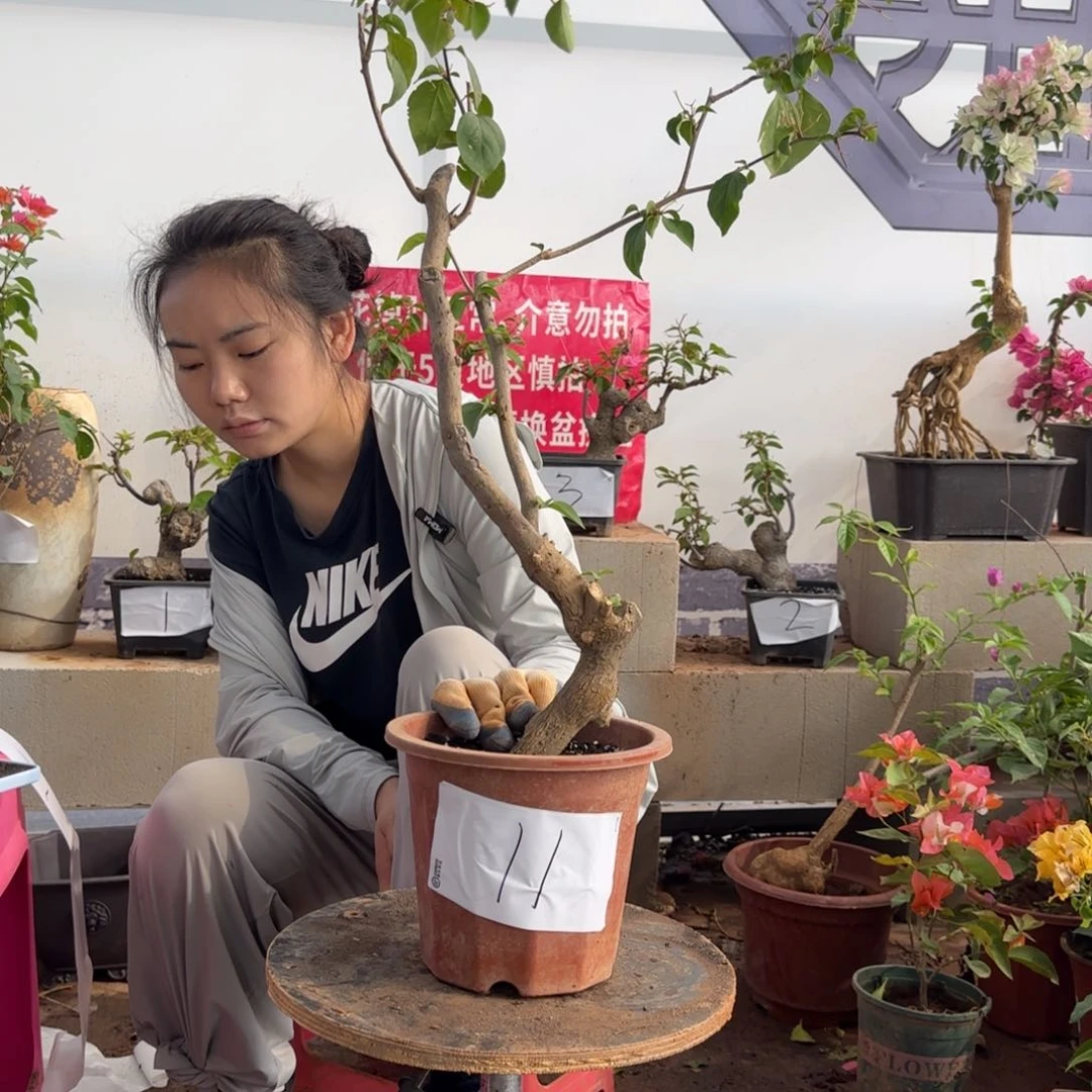 大部分花苞少量开放