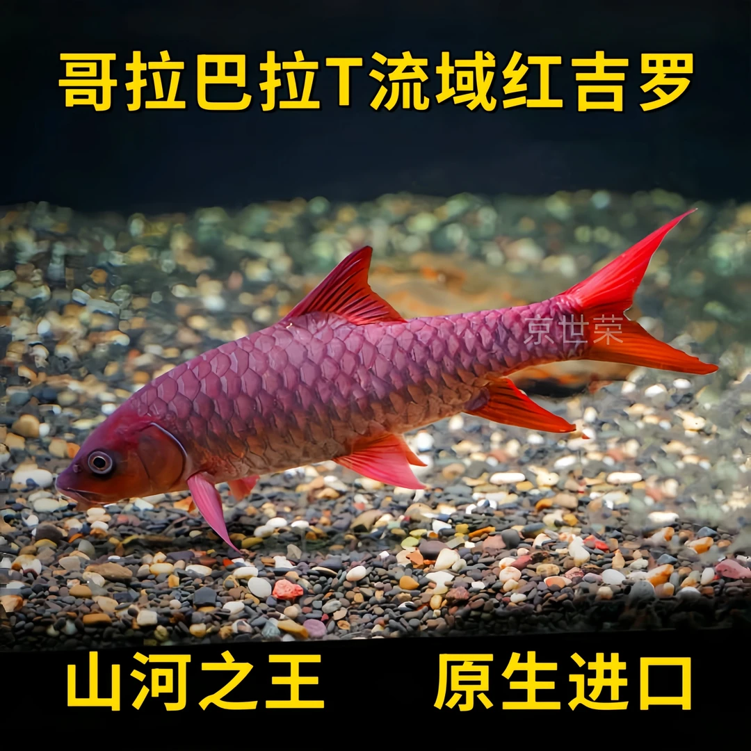 马来西亚哥拉巴拉T流域红吉罗全红吉罗尖嘴t新光唇淡水观赏鱼活体