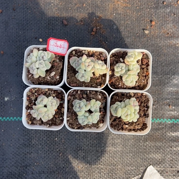 清醒一物一拍专拍的