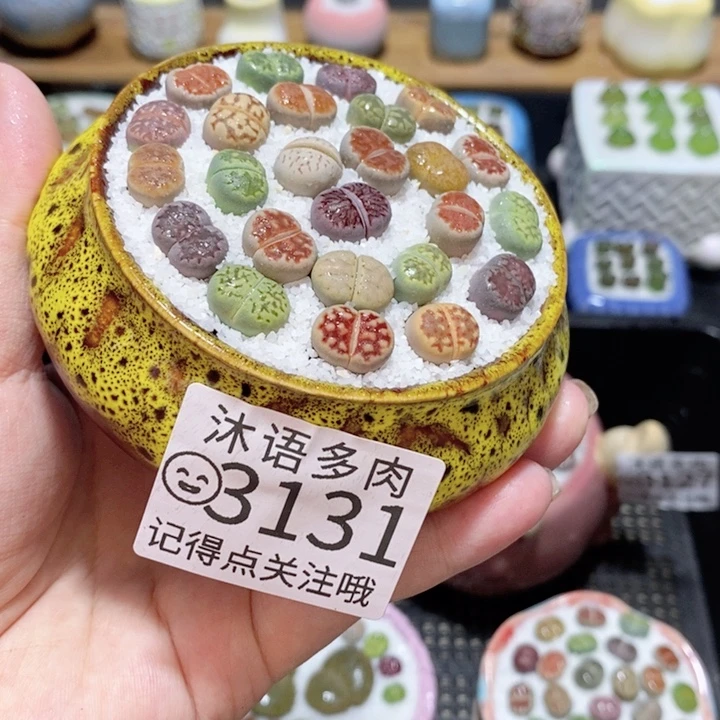 精美盆栽 一物一拍 3131