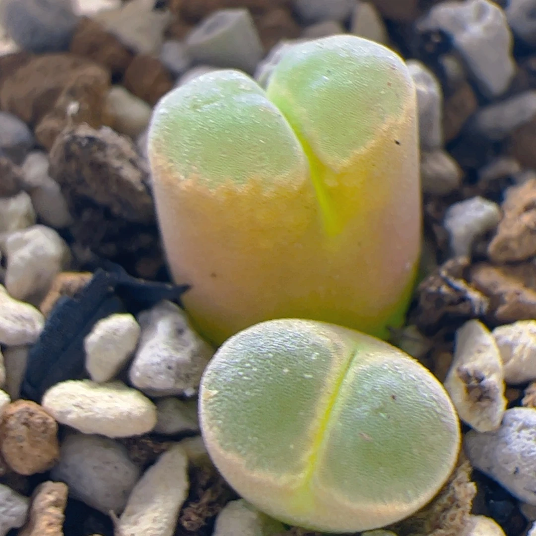 国产天鹅绒风铃玉