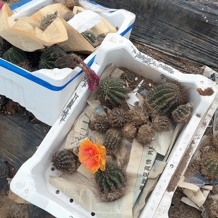 浅***言072瑕疵球25的彩草