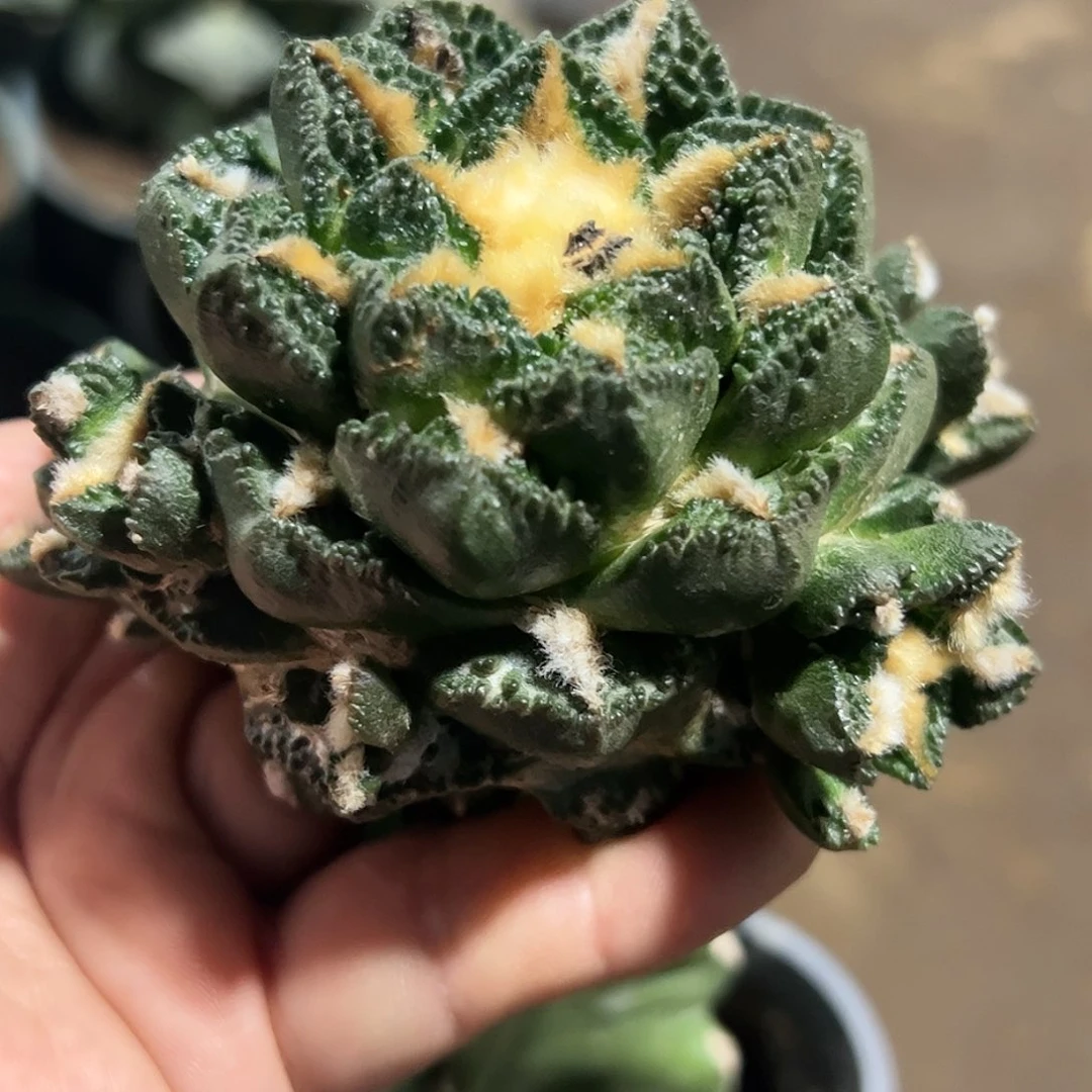 L****g福利辛顿牡丹群465