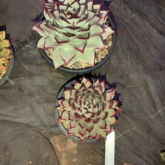 仙*草美肉特价活动开始