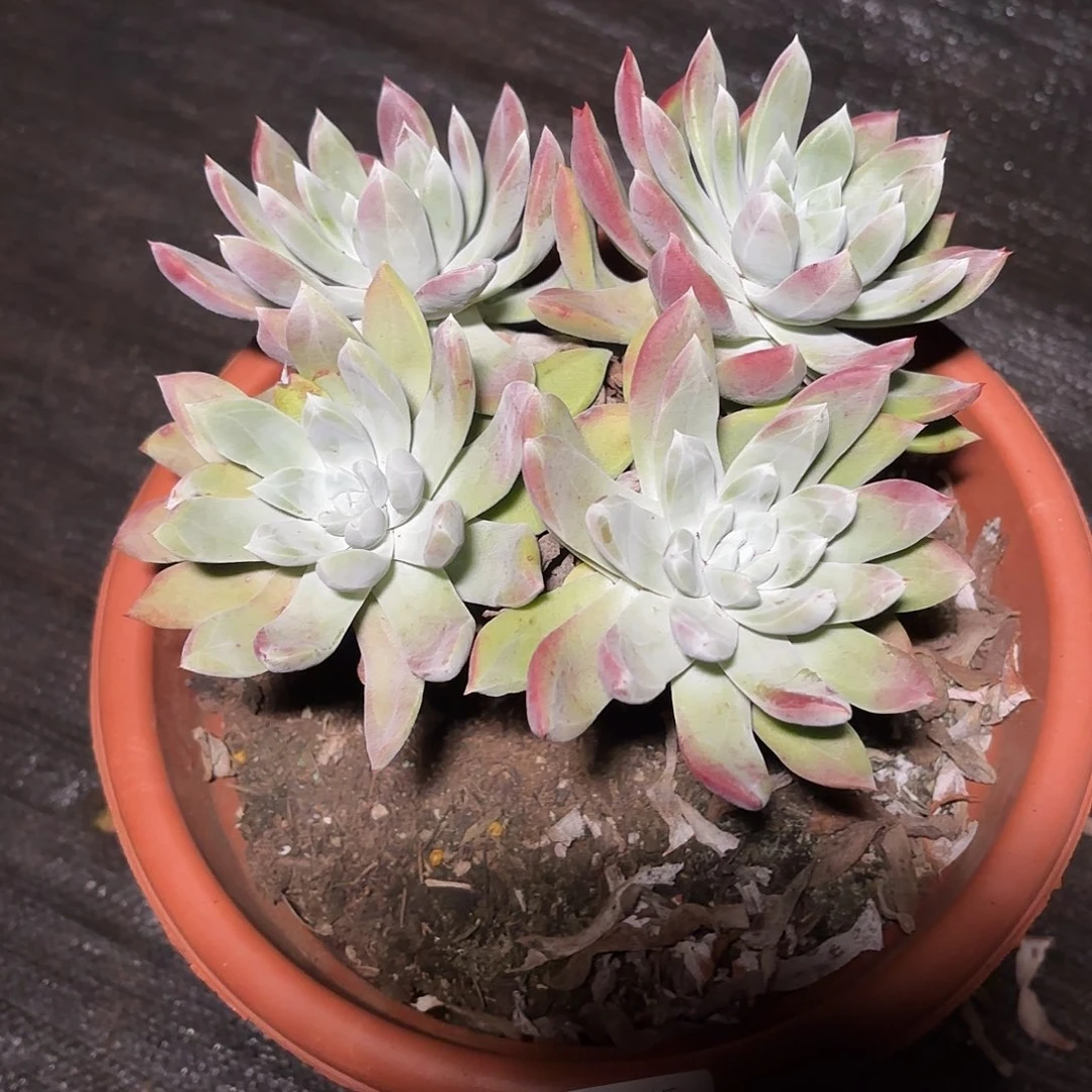 天***了红帕杂多肉福利1399