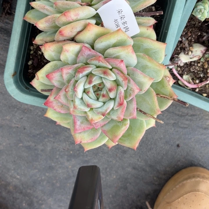 战后408呀呀呀呀呀呀呀呀呀呀呀雨速速