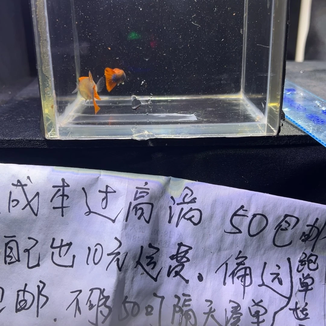 孔雀鱼深海球孔雀鱼18